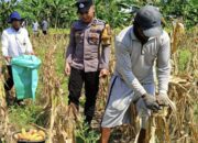 Bhabinkamtibmas Polsek Widang Pendampingan Petani Panen Jagung