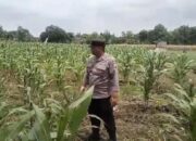 Polsek Tambakboyo Polres Tuban Turun Cek Tanaman jagung Warga di Desa Ngulahan