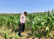POLSEK BANGILAN AKTIF DUKUNG KETAHANAN PANGAN MELALUI MONITORING TANAMAN JAGUNG