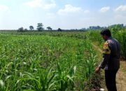 Polsek Grabagan polres Tuban Polda Jawa Timur Dukung Penuh Swasembada Pangan Presiden Prabowo Melalui Pendampingan Petani