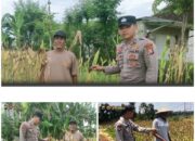 Polsek Soko polres Tuban Polda Jawa Timur Bergerak! Dukung Penuh Swasembada Pangan Presiden Prabowo Melalui Pendampingan Petani