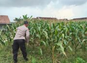 Polsek Jatirogo Pantau Ladang Jagung Warga Desa Dingil, Wujud Nyata Dukung Astacita