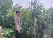 Polsek Singgahan Polres Tuban Turun Cek Tanaman jagung Warga di Desa Mulyorejo