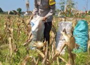 Bhabinkamtibmas Polsek Widang Pendampingan Petani Panen Jagung