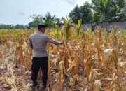 Polri Dukung Astacita, Polsek Semanding Polres Tuban Turun Cek Tanaman jagung milik Warga di Desa Ngino