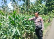 Polri Dukung Astacita, Polsek Palang Polres Tuban Turun Cek Tanaman jagung milik Warga di Desa Dawung
