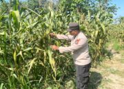 POLSEK BANGILAN DUKUNG KETAHANAN PANGAN MELALUI MONITORING TANAMAN JAGUNG WARGA