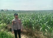 Polsek Singgahan Polres Tuban Turun Cek Tanaman jagung Warga di Desa Lajo Lor