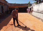 Polsek Montong Polres Tuban Turun Cek Tanaman jagung Warga di Desa Bringin