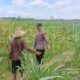 Bhabinkamtibmas Desa Leran Polsek Senori Polres Tuban Dampingi Warga, Pantau Tanaman Jagung Dukung Ketahanan Pangan Nasional ‎