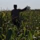 Bhabinkamtibmas Polsek Widang Monitoring Pertumbuhan Tanaman Jagung