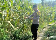 Polsek Bangilan Aktif Dukung Program Ketahanan Pangan Melalui Monitoring Tanaman Jagung di Wilayah Bangilan
