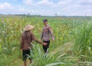 Bhabinkamtibmas Desa Leran Polsek Senori Polres Tuban Dampingi Warga, Pantau Tanaman Jagung Dukung Ketahanan Pangan Nasional