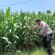 Bhabinkamtibmas Desa Sumurgung Monitoring Lahan Jagung Warga Dukung Ketahanan Pangan