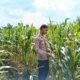 Polsek Singgahan Polres Tuban Turun Cek Tanaman jagung Warga di Desa Mulyorejo