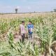Polsek Tambakboyo Polres Tuban Turun Cek Tanaman jagung Warga di Desa Plajan