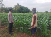 Monitoring Pertumbuhan Jagung, Anggota Polsek Kerek Sambang ke Lahan Petani di Desa Binaan