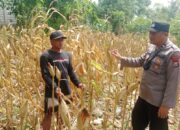 Polri Dukung Astacita, Polsek Rengel Polres Tuban Turun Cek Tanaman Jagung Warga di Desa Rengel