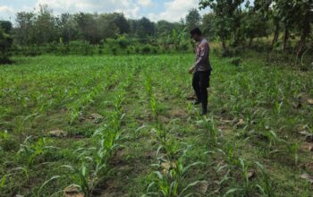 POLSEK BANGILAN AKTIF MONITORING KETAHANAN PANGAN TANAMAN JAGUNG