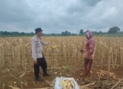 Polsek Plumpang Polres Tuban Turun Langsung Cek Tanaman Jagung Warga