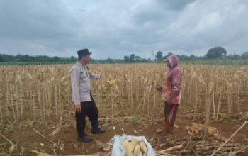 Polsek Plumpang Polres Tuban Turun Langsung Cek Tanaman Jagung Warga