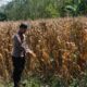 Polri Dukung Astacita, Bhabinkamtibmas Desa Pacing Polsek Parengan Polres Tuban Cek Lokasi Tanaman Jagung milik petani Di Desa Pacing Kec. Parengan
