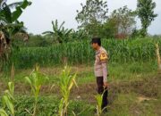Polri Komitmen Dukung Ketahanan Pangan: Bhabinkamtibmas Polsek Kenduruan Polres Tuban Cek Langsung Tanaman Jagung Warga