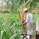 Polri Dukung Astacita, Polsek Grabagan Polres Tuban Turun Cek Tanaman jagung milik Warga di Desa Grabagan