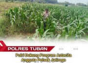 Turun ke Pematang, Polsek Jatirogo Kawal Jagung Warga Desa Ketodan Demi Astacita