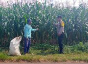 Sambang Petani Jagung, Kanit Binmas Dukung Ketahanan Pangan Nasional