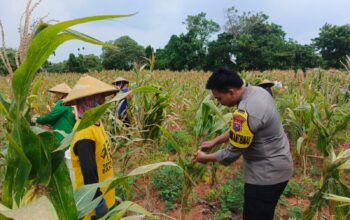 Wujud Kedekatan dengan Masyarakat, Bripda Dodi Eko Turun Ke Sawah Bantu Petani Panen Jagung di Bancar