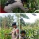 Polsek Soko polres Tuban Polda Jawa Timur Bergerak! Dukung Penuh Swasembada Pangan Presiden Prabowo Melalui Pendampingan Petani