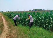 Bhabinkamtibmas Polsek Tuban Monitoring Lahan Jagung di Desa Kembangbilo, Dukung Program Ketahanan Pangan