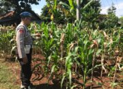 Polri Dukung Astacita, Polsek Merakurak Polres Tuban Turun Cek Tanaman Jagung Warga di Desa Temandang