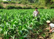 Polri Dukung Astacita, Polsek Grabagan Polres Tuban Turun Cek Tanaman jagung milik Warga di Desa Grabagan