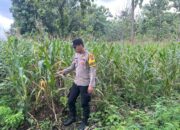 Personel Polsek Bangilan Laksanakan Monitoring Tanaman Jagung Dukung Ketahanan Pangan