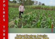 Polsek Jatirogo Pantau Ladang Jagung Warga Desa Bader , Wujud Nyata Dukung Astacita