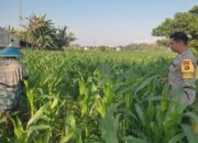 Kawal Swasembada Pangan, Polsek Labuapi Edukasi Petani Jagung Kuranji Dalang