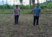Bhabinkamtibmas Kuripan Turun ke Sawah Jaga Ketahanan Pangan