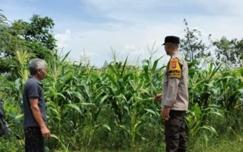 Bhabinkamtibmas Labuapi Ajak Warga Tanam Jagung di Pekarangan