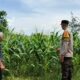 Bhabinkamtibmas Labuapi Ajak Warga Tanam Jagung di Pekarangan