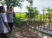Bhabinkamtibmas Telagawaru Dorong Ketahanan Pangan Desa