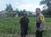 Sinergi Bhabinkamtibmas Sandik dan Petani Jaga Ketahanan Pangan