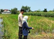 Polri Turun ke Sawah Labuapi, Dorong Produktivitas Petani Desa