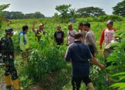 Sinergi Polsek Batulayar dan Warga Perkuat Pangan Desa