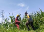 Bhabinkamtibmas Labuapi Ajak Warga Manfaatkan Lahan Jagung