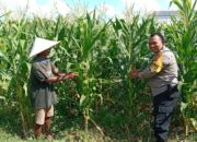 Kunci Sukses Petani Jagung Lombok Barat Genjot Ketahanan Pangan yang Didampingi Langsung oleh Polri