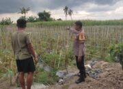 Polsek Labuapi Edukasi Petani Kuranji Dalang Teknik Hortikultura