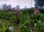 Dukung Program Presiden, Bhabinkamtibmas Terong Tawah Dorong Warga Manfaatkan Pekarangan