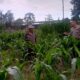 Pantau Harga Bahan Pokok, Polsek Labuapi Perkuat Ketahanan Pangan Desa Terong Tawah